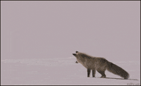 des GIF