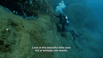 A Cave Full Of Reef Sharks!