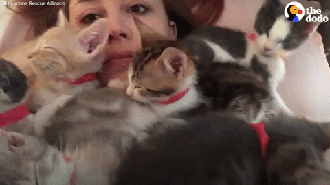 cats kittens GIF by The Dodo