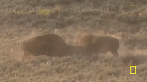GIF by National Geographic Channel