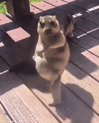 Happy Dance GIF