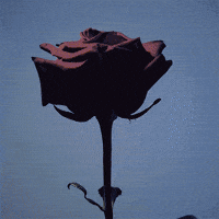 Flower Rose GIF