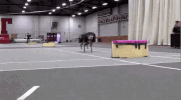 le peut GIF