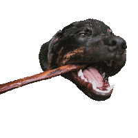 bullybunches dog treat stick bully Sticker