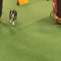 Dog Show GIF by Westminster Kennel Club