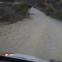 Sport Fail GIF by FIA World Rally Championship