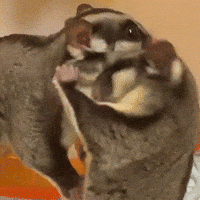 Sugar Glider GIF