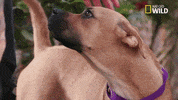 pupparazzi puppy potty face GIF by Nat Geo Wild
