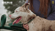 Nat Geo Dog GIF by National Geographic Channel