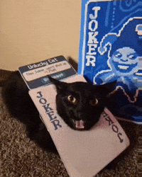 Black Cat GIF