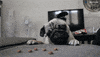 Eat Dog Food GIF