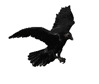 Flapping The Crow Sticker by David Firth