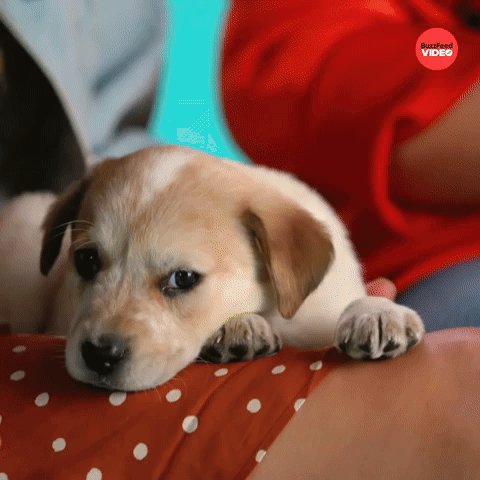 Puppy