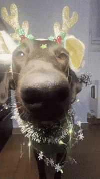 Oreopawsup navidad perro natale oreo GIF
