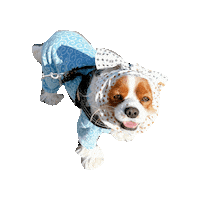 Dogs Love Sticker