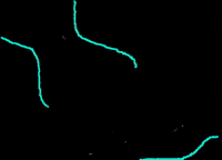 Whale Zero Waste GIF by wastelesshero