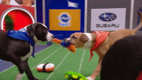 Animal Planet GIF by Puppy Bowl