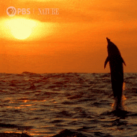 Leaping Pbs Nature GIF by Nature on PBS