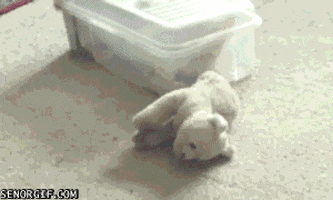 cat ambush GIF by Cheezburger