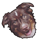 Happy Dog Sticker