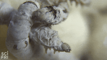 bugs insects GIF by Science Friday