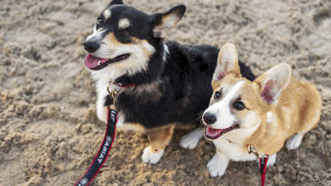 Dogs Country GIF by Ariat