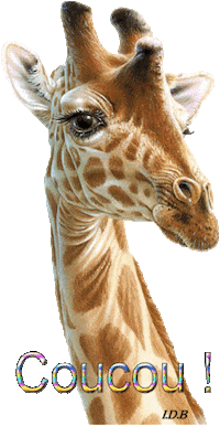 africa ob Sticker