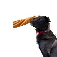 frischkodigital dog digital pet hund Sticker