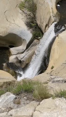 Kern River Sequoia GIF by Kern River Outfitters