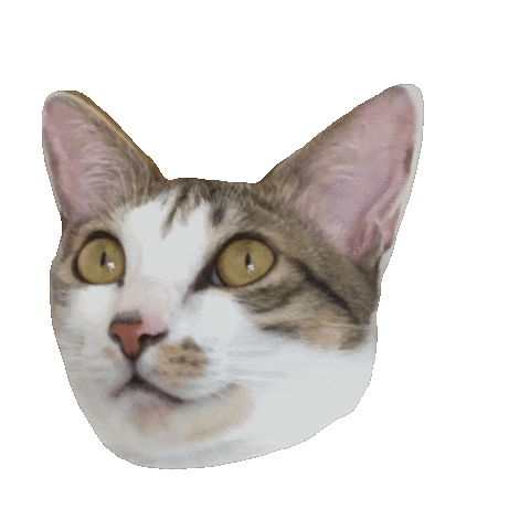 Angry Cat Sticker