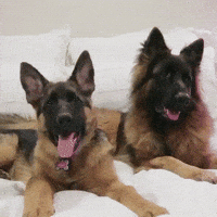 german pair GIF