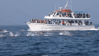 Dolphin Stampede Captured Near Newport Beach Sightseeing Tour Boat