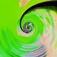 FuzzWahFilm fuzzwah GIF