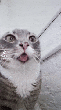 Cat Drool GIF