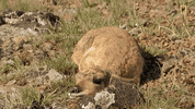 natgeochannel nat geo yellowstone yellowstone live prey baby boom GIF
