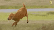 natgeochannel nat geo yellowstone yellowstone live prey baby boom GIF