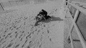 king of the world GIF by Weezer