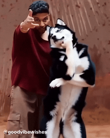 Dancing Husky Guru Randhawa GIF