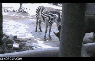 zebra sniffing GIF by Cheezburger
