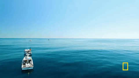 wicked tuna GIF by National Geographic Channel