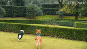 The Pack Dogs GIF by Amazon Prime Video