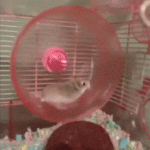 Slow Down Hamster Wheel GIF