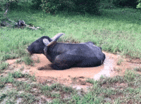Sri Lanka Relax GIF by world-weather.ru