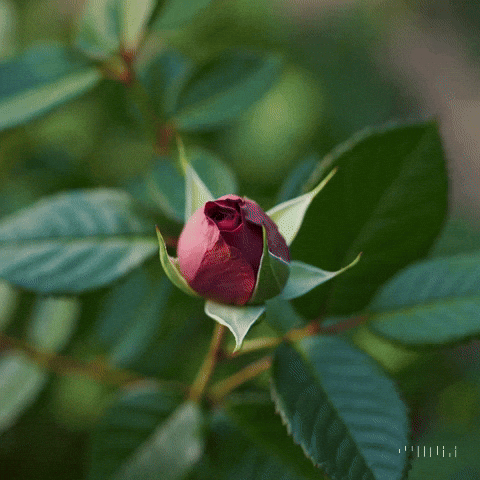 Blooming Rose Bud GIF by Maryanne Chisholm - MCArtist