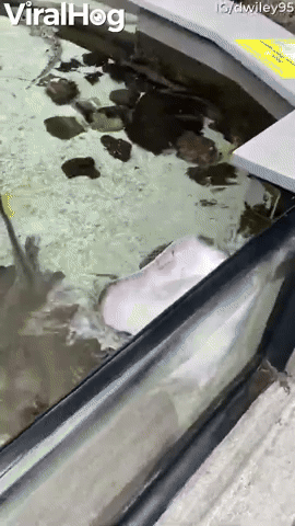 Excited Stingray Waves Hello