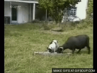 GIF by Random Goat