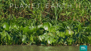 planet earth 2 cat GIF by BBC Earth