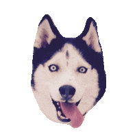 dumb STICKER by imoji