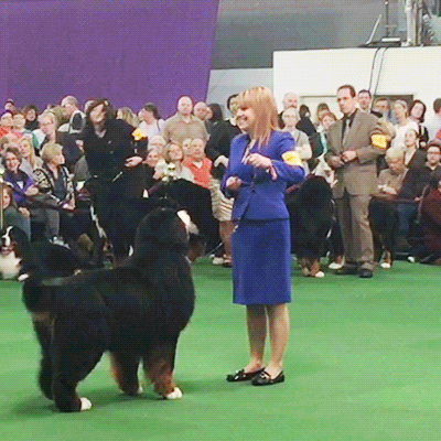 dog GIF by Westminster Kennel Club