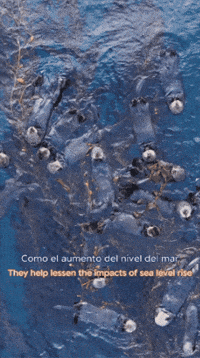 Floating Sea Otters GIF by Monterey Bay Aquarium